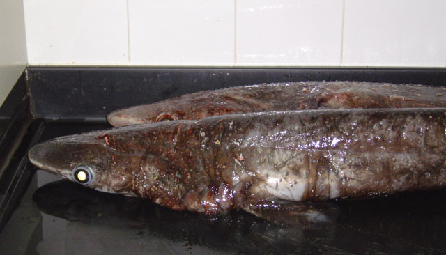 棘鲨(Echinorhinus brucus)