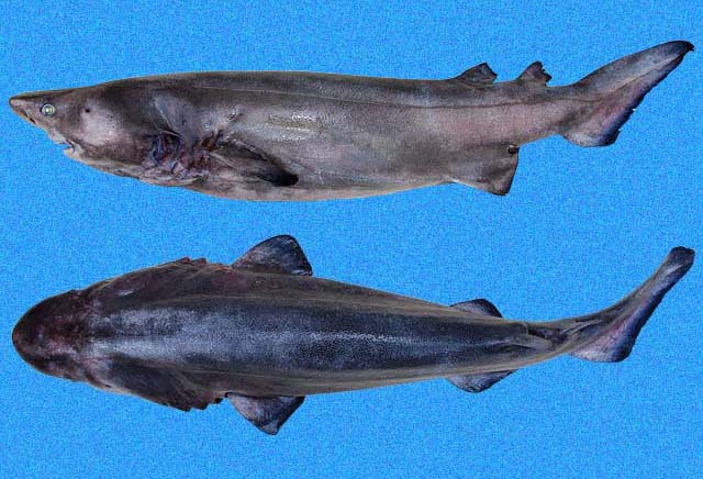 笠鳞棘鲨(Echinorhinus cookei)