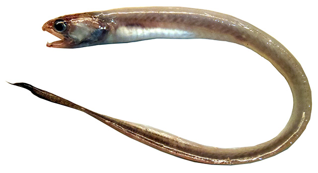 大齿底潜鱼(Echiodon dentatus)