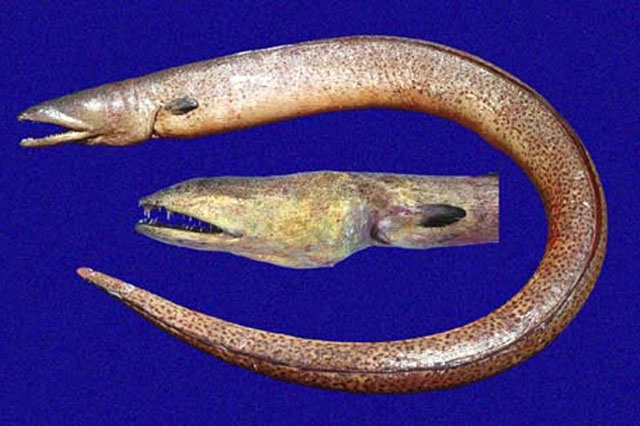 褐匙吻蛇鳗(Echiophis brunneus)