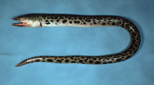 雨点匙吻蛇鳗(Echiophis intertinctus)