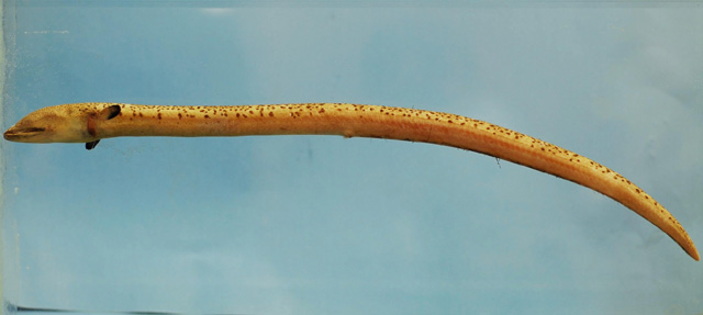 斑匙吻蛇鳗(Echiophis punctifer)