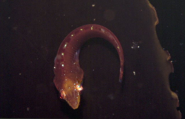 艾氏喉盘鱼(Eckloniaichthys scylliorhiniceps)