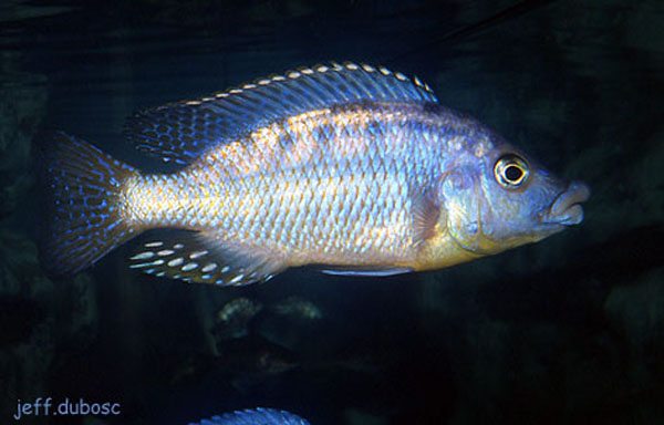 饰妆择丽鱼(Eclectochromis ornatus)