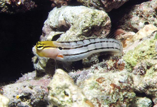 阿氏异齿鳚(Ecsenius axelrodi)