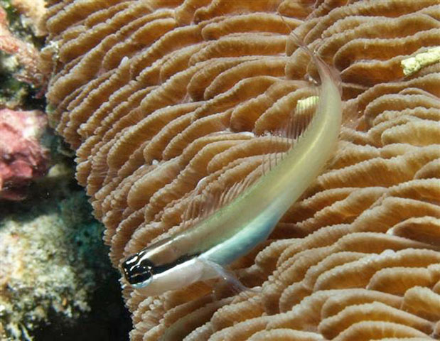 班达异齿鳚(Ecsenius bandanus)