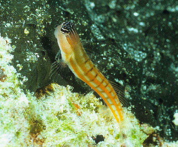 巴氏异齿鳚(Ecsenius bathi)