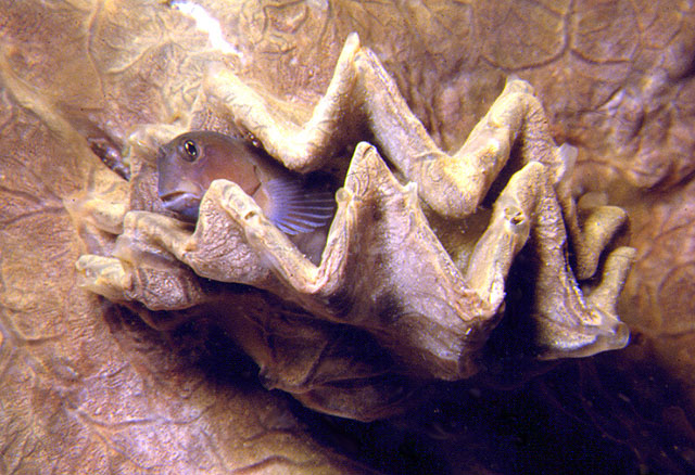 二色异齿鳚(Ecsenius bicolor)