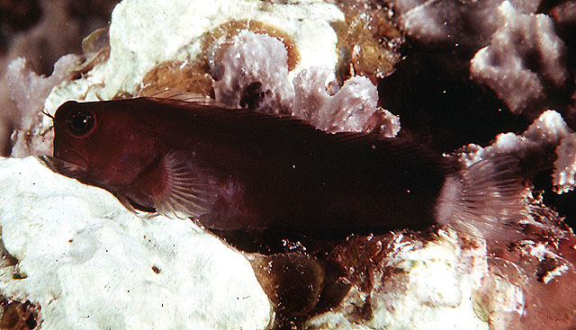 额异齿鳚(Ecsenius frontalis)