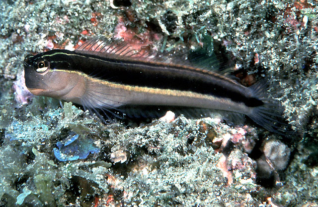 线纹异齿鳚(Ecsenius lineatus)