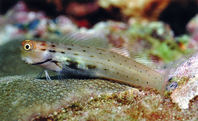 印尼异齿鳚(Ecsenius polystictus)
