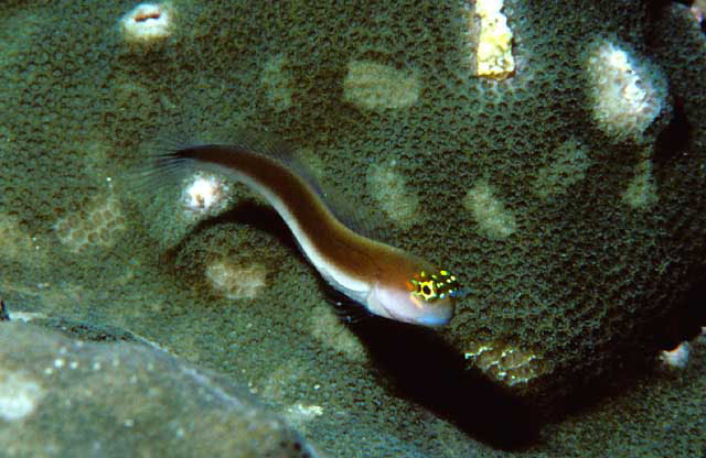 美丽异齿鳚(Ecsenius pulcher)