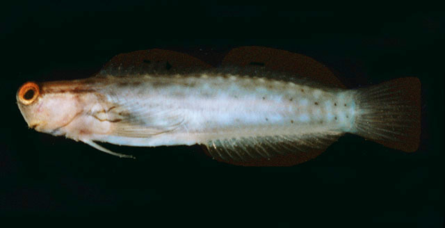 斑点异齿鳚(Ecsenius stictus)