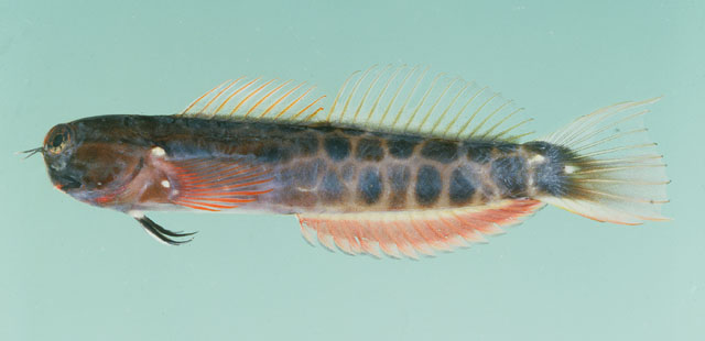 红臀异齿鳚(Ecsenius tessera)