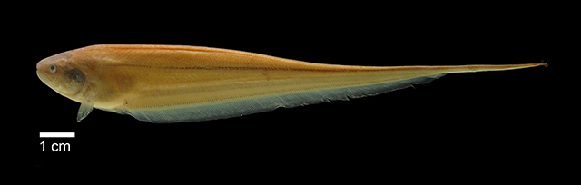 亨堡埃氏电鳗(Eigenmannia humboldtii)