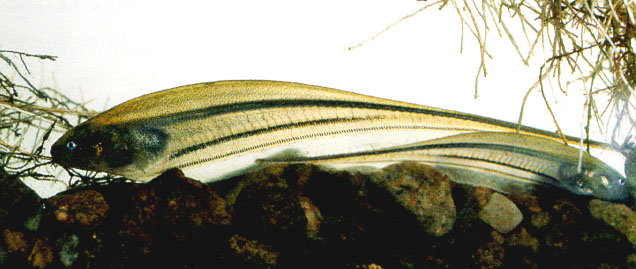 青色埃氏电鳗(Eigenmannia virescens)