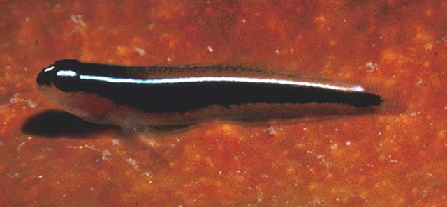 洛氏霓虹虾虎(Elacatinus lori)