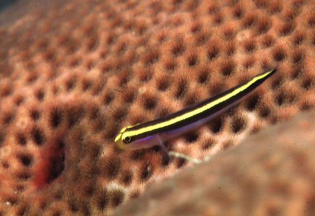 兰德尔霓虹虾虎(Elacatinus randalli)