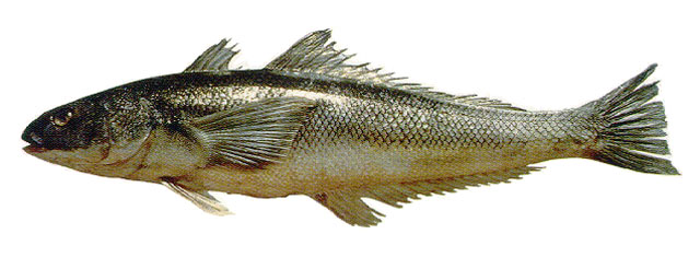 智利油南极鱼(Eleginops maclovinus)