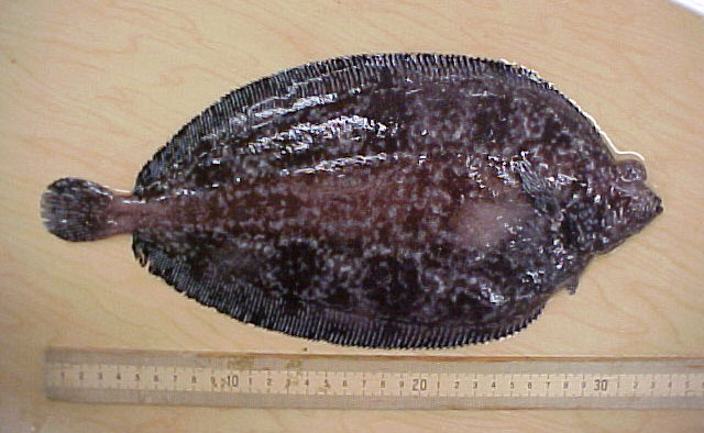阿拉斯加北洋鲽(Embassichthys bathybius)