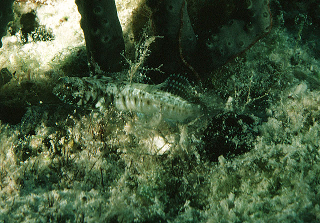 帆鳍隆胎鳚(Emblemaria pandionis)