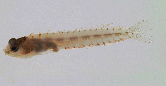 巴哈马拟隆胎鳚(Emblemariopsis bahamensis)