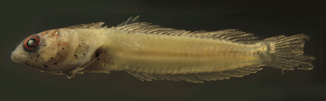 丝鳍拟隆胎鳚(Emblemariopsis carib)