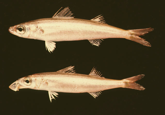 大西洋拟纹谐鱼(Emmelichthyops atlanticus)