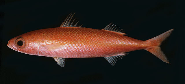 卡氏谐鱼(Emmelichthys karnellai)