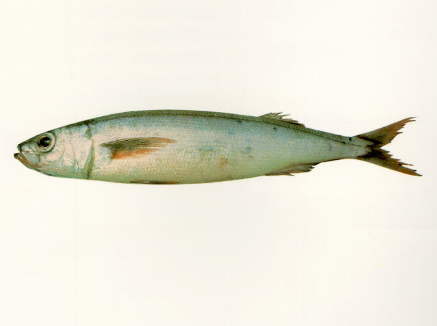 谐鱼(Emmelichthys nitidus nitidus)