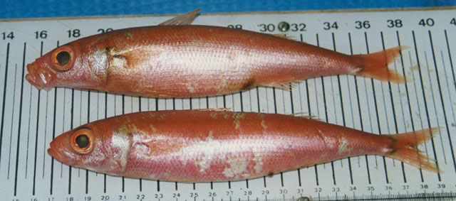 红背谐鱼(Emmelichthys ruber)