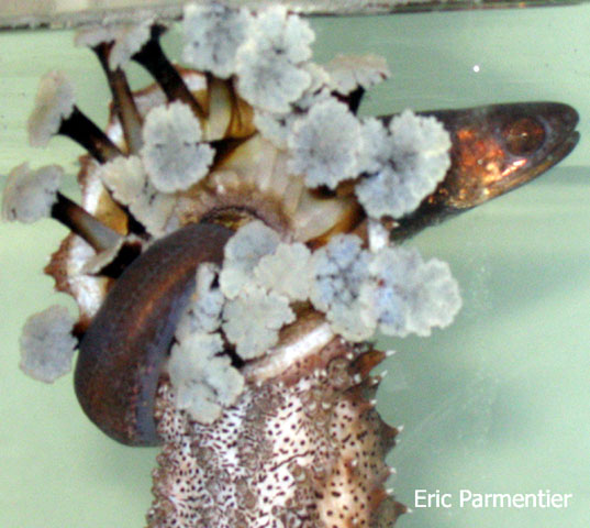 鳗形细潜鱼(Encheliophis gracilis)