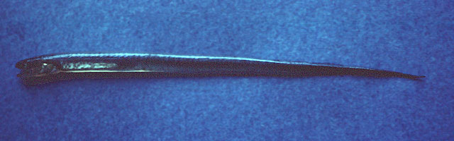 虫纹细潜鱼(Encheliophis vermicularis)