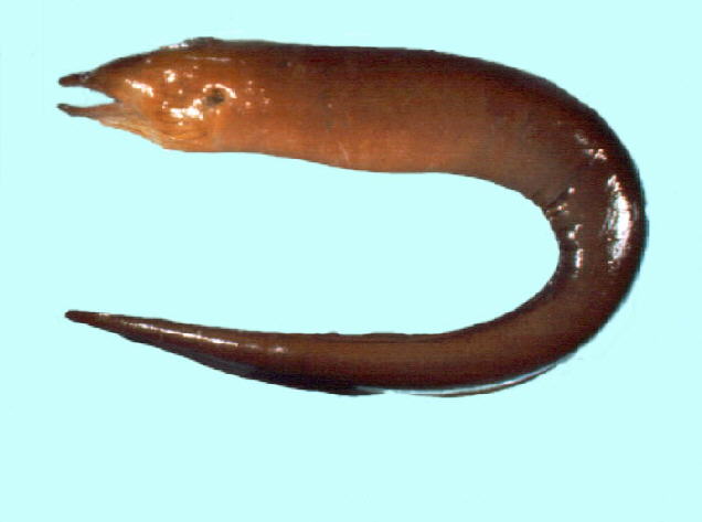 比基尼勾吻鳝(Enchelycore bikiniensis)