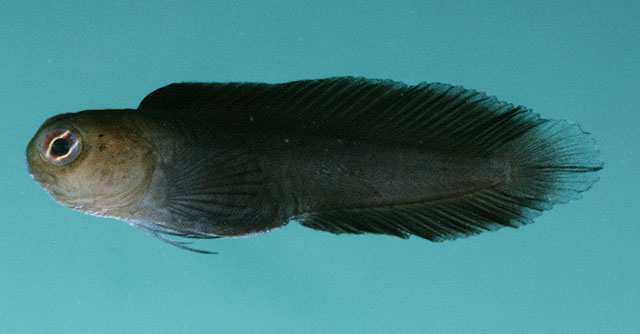 圆吻连鳍鳚(Enchelyurus ater)