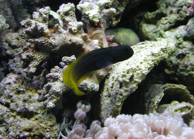 黄连鳍鳚(Enchelyurus flavipes)