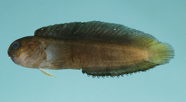 克氏连鳍鳚(Enchelyurus kraussii)