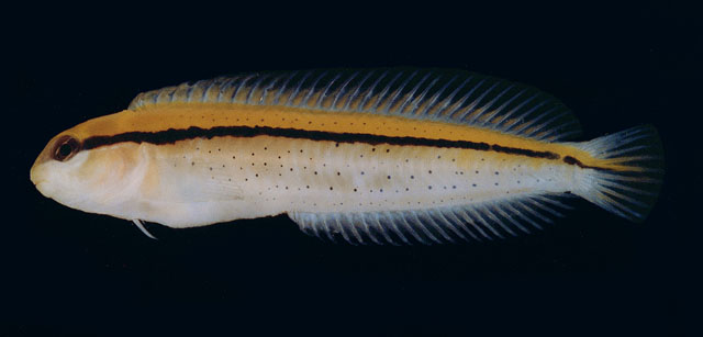 彼氏连鳍鳚(Enchelyurus petersi)