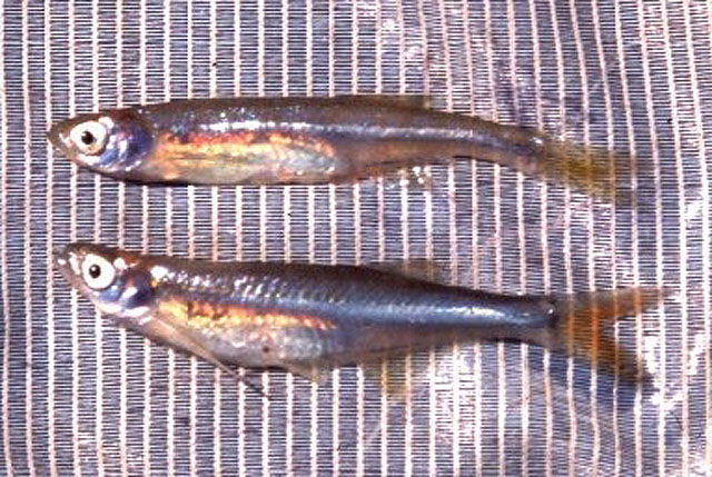 短臀中波鱼(Engraulicypris brevianalis)