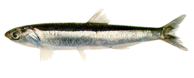 阿根廷鳀(Engraulis anchoita)