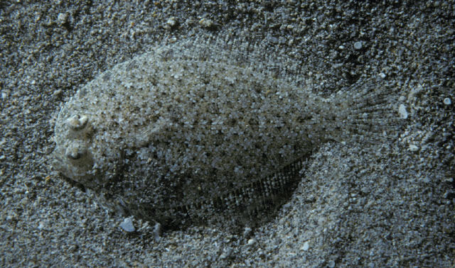 夏威夷短额鲆(Engyprosopon hawaiiensis)