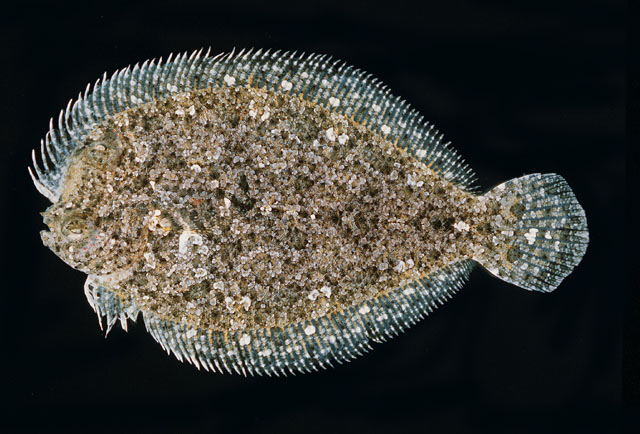 大鳞短额鲆(Engyprosopon macrolepis)