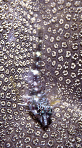 黄双线鳚(Enneapterygius abeli)