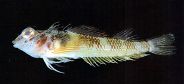 黄项双线鳚(Enneapterygius flavoccipitis)