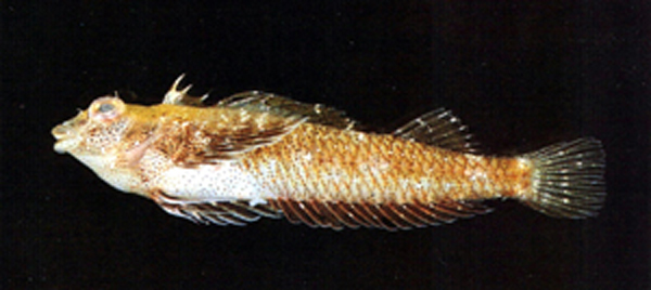 小双线鳚(Enneapterygius minutus)