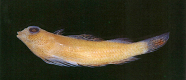 矮双线鳚(Enneapterygius nanus)