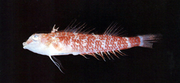 红尾双线鳚(Enneapterygius rubicauda)
