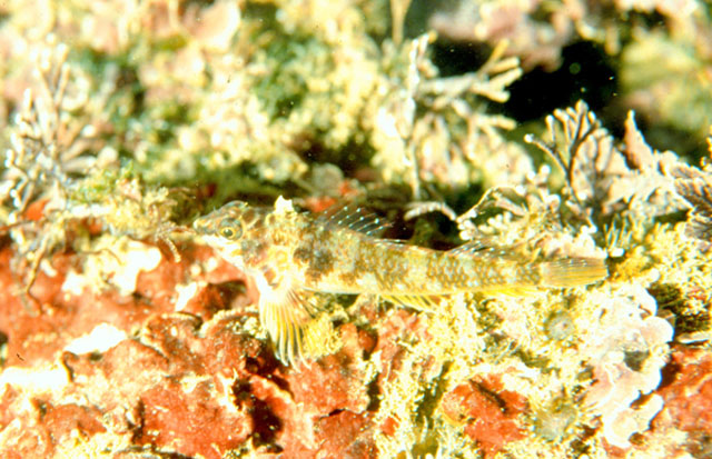黑鞍斑双线鳚(Enneapterygius vexillarius)