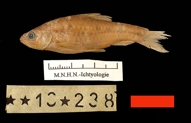 几内亚鲃(Enteromius guineensis)
