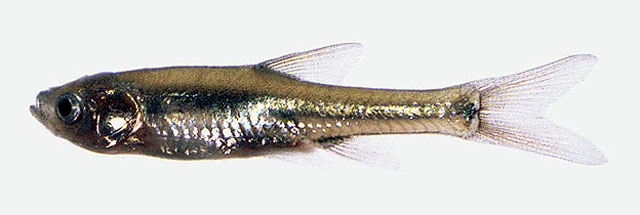 坦桑尼亚鲃(Enteromius serengetiensis)